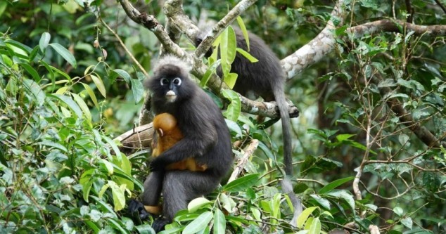 The Habitat Penang Hill